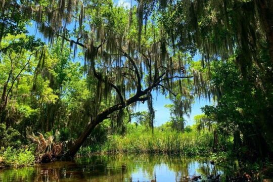 New Orleans Swamp Tour Boat Adventure With Pickup
