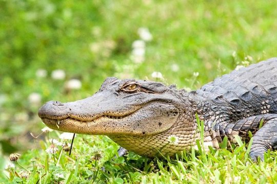 Swamp and Bayou Sightseeing Boat Tour with Transportation from New Orleans