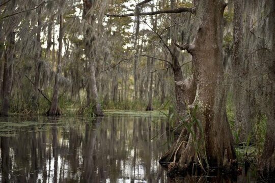 New Orleans Large Airboat Swamp Tour
