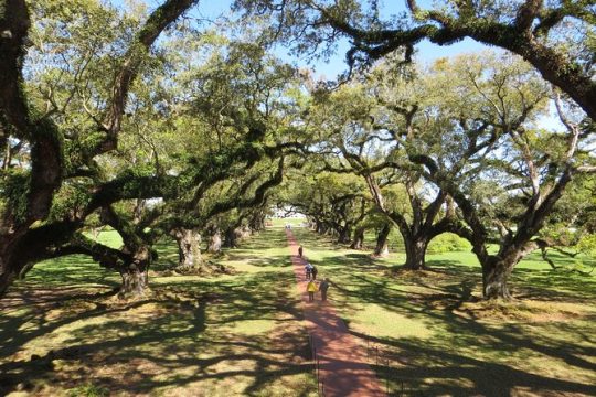 Combo Oak Alley Plantation and New Orleans City Tour