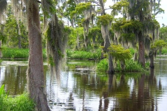 Small-Group Half-Day Airboat Swamp Adventure & Plantation Tour from New Orleans
