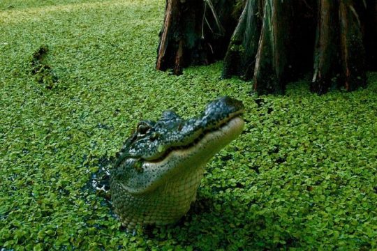 Private Airboat Swamp Tour