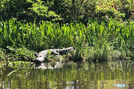 Highlights of New Orleans City and Swamp Tour Combination