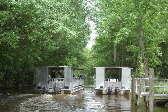 90-Minute Jean Lafitte Swamp and Bayou Tour