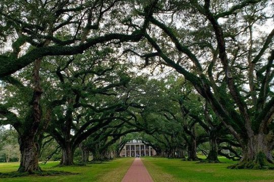 Oak Alley or Laura Plantation Tour from New Orleans