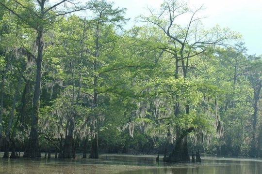 Private Tour of the Honey Island Swamp