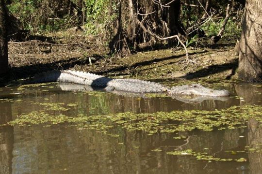 Honey Island Swamp Private Tour with Transport from New Orleans