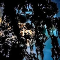 Night Tours