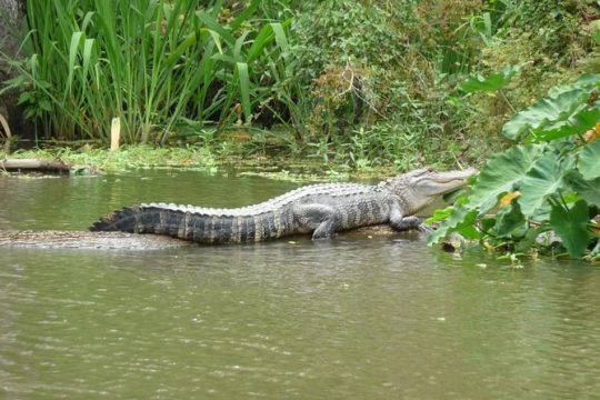 Honey Island Swamp Tour