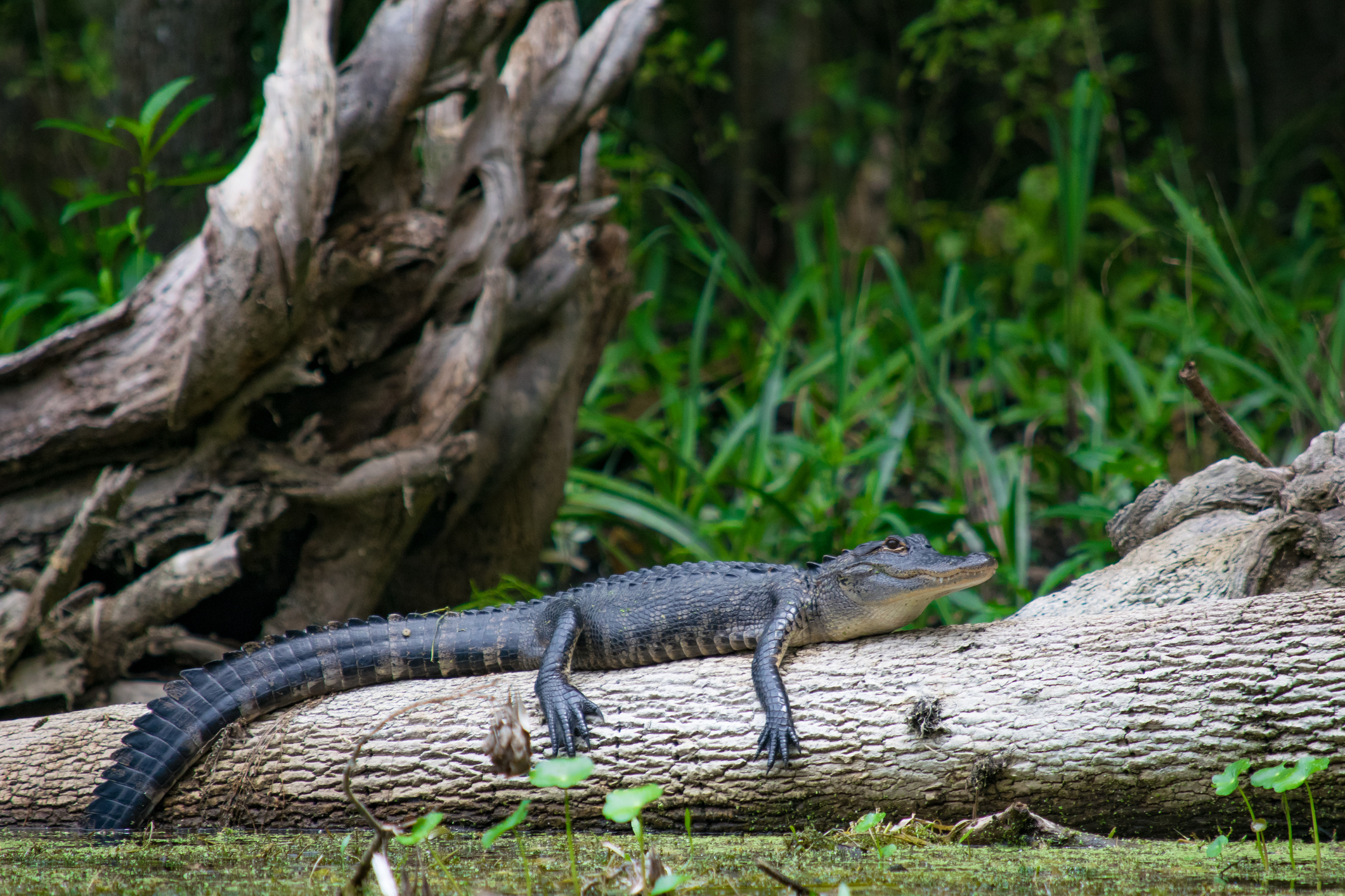 The Best New Orleans Swamp Tour Experiences (Updated December 2023)