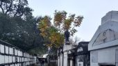 Fun overview of the architectural history of New Orleans 