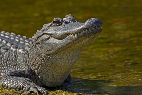 Experience Full-Day Laura Plantation & Pontoon Swamp Tour w/Transportation