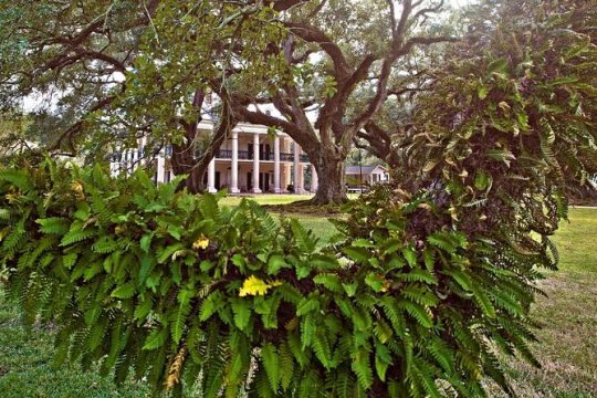 N’awlins Luxury: Oak Alley Plantation & Pontoon Swamp Tour w/Transportation