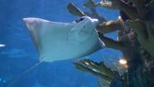 A bit cheaper to purchase from here than at the aquarium.  