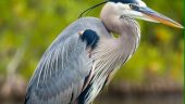Birdwatching on the Bayou!