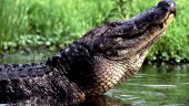 A great way to experience Luisiana!